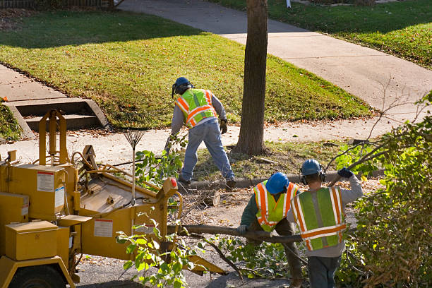 Best Palm Tree Trimming  in Florence, AL